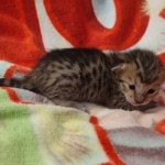 Savannah F-6SBT BST female DOB 5-29-22