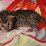 Savannah F-6SBT BST female DOB 5-29-22