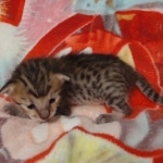 Savannah F-6SBT BST female DOB 5-29-22