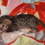 Savannah F-6SBT BST female DOB 5-29-22