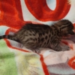 Savannah F-6SBT BST female DOB 5-29-22