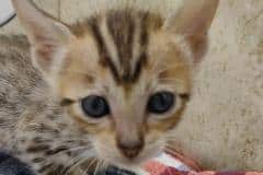 Savannah F-6SBT Brown Spotted Female #1 DOB 7-1-23