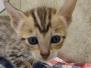 Savannah F-6SBT Brown Spotted Female #1 DOB 7-1-23