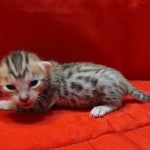 Savannah Female Brown Spotted