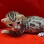 Savannah Female Brown Spotted