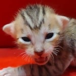 Savannah Female Brown Spotted