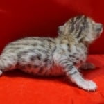 Savannah Female Brown Spotted