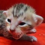 Savannah Female Brown Spotted