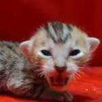 Savannah Female Brown Spotted