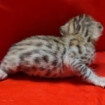 Savannah Female Brown Spotted