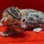 Savannah Female Brown Spotted