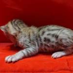 Savannah Female Brown Spotted