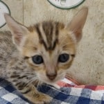 Savannah Female Brown Spotted