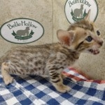 Savannah Female Brown Spotted