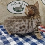 Savannah Female Brown Spotted