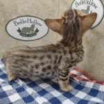 Savannah Female Brown Spotted