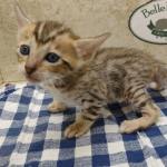 Savannah Female Brown Spotted