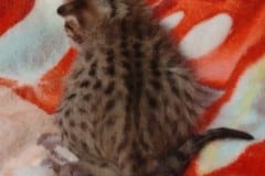 Savannah F-6SBT Brown Spotted Female #2 DOB 5-29-22