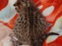 Savannah F-6SBT Brown Spotted Female #2 DOB 5-29-22