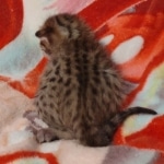 Savannah F-6SBT BST female DOB 5-29-22