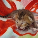 Savannah F-6SBT BST female DOB 5-29-22