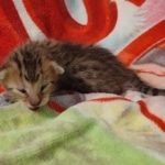 Savannah F-6SBT BST female DOB 5-29-22