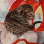 Savannah F-6SBT BST female DOB 5-29-22