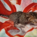 Savannah F-6SBT BST female DOB 5-29-22