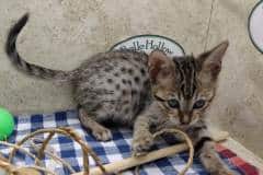 Venus Savannah F-6SBT Brown Spotted Female #2 DOB 7-1-23