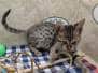 Venus Savannah F-6SBT Brown Spotted Female #2 DOB 7-1-23