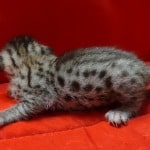 Savannah girl F-6SBT Brown Spotted