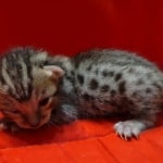 Savannah girl F-6SBT Brown Spotted