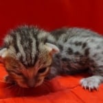 Savannah girl F-6SBT Brown Spotted