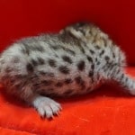 Savannah girl F-6SBT Brown Spotted