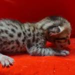 Savannah girl F-6SBT Brown Spotted