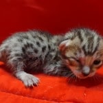 Savannah girl F-6SBT Brown Spotted