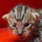 Savannah girl F-6SBT Brown Spotted