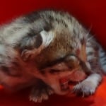 Savannah girl F-6SBT Brown Spotted