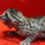 Savannah girl F-6SBT Brown Spotted