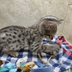 Savannah F-6SBT BST Female