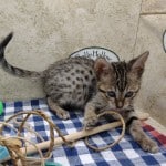 Savannah F-6SBT BST Female