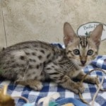 Savannah F-6SBT BST Female