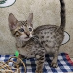 Savannah F-6SBT BST Female