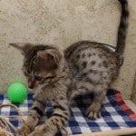 Savannah F-6SBT BST Female