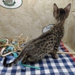 Savannah F-6SBT BST Female