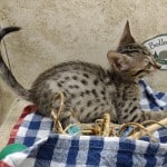 Savannah F-6SBT BST Female