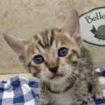 Savannah girl F-6SBT Brown Spotted