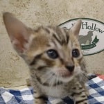 Savannah girl F-6SBT Brown Spotted