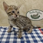 Savannah girl F-6SBT Brown Spotted