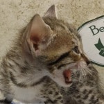 Savannah girl F-6SBT Brown Spotted